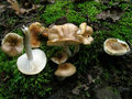 Hygrophorus arbustivus